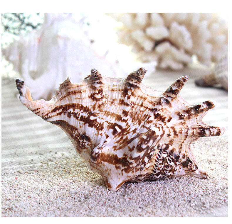 Семь -хорн SNAIL_07.JPG
