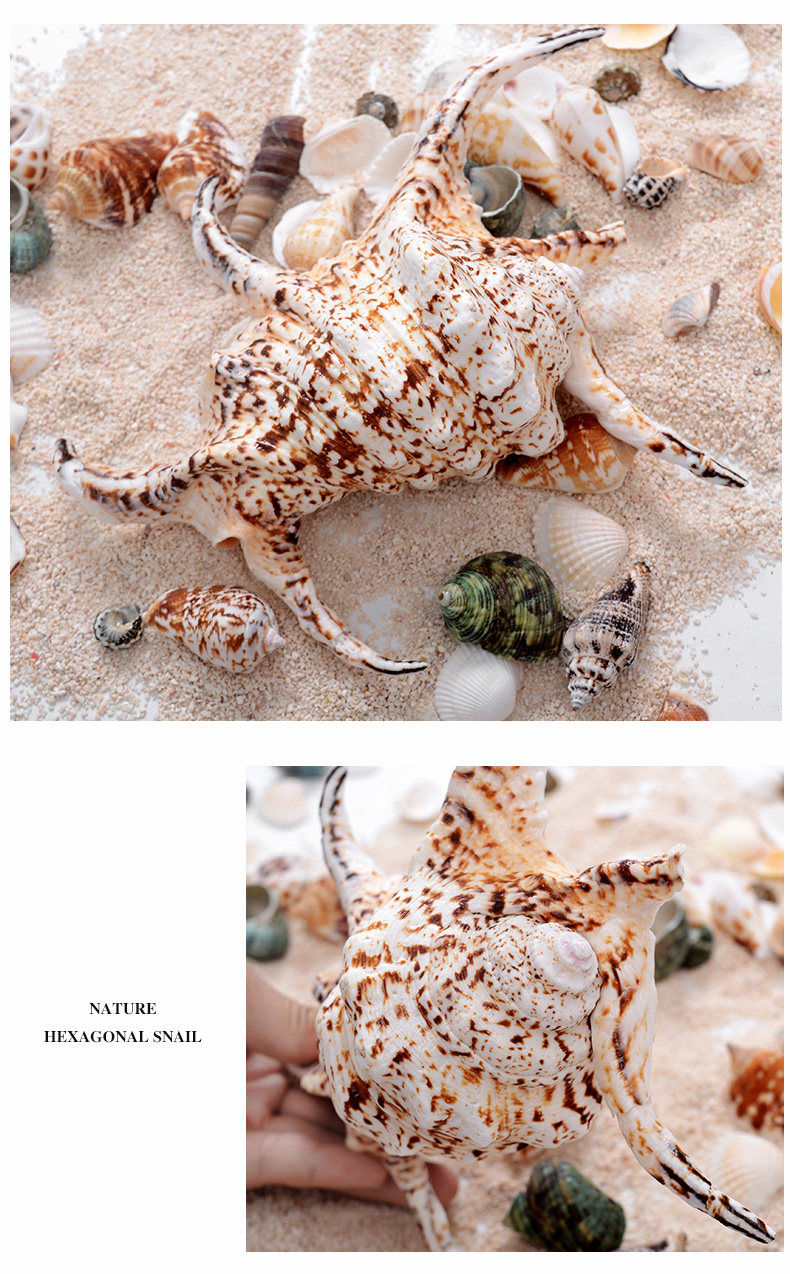 Hexagonal Snail_06.jpg
