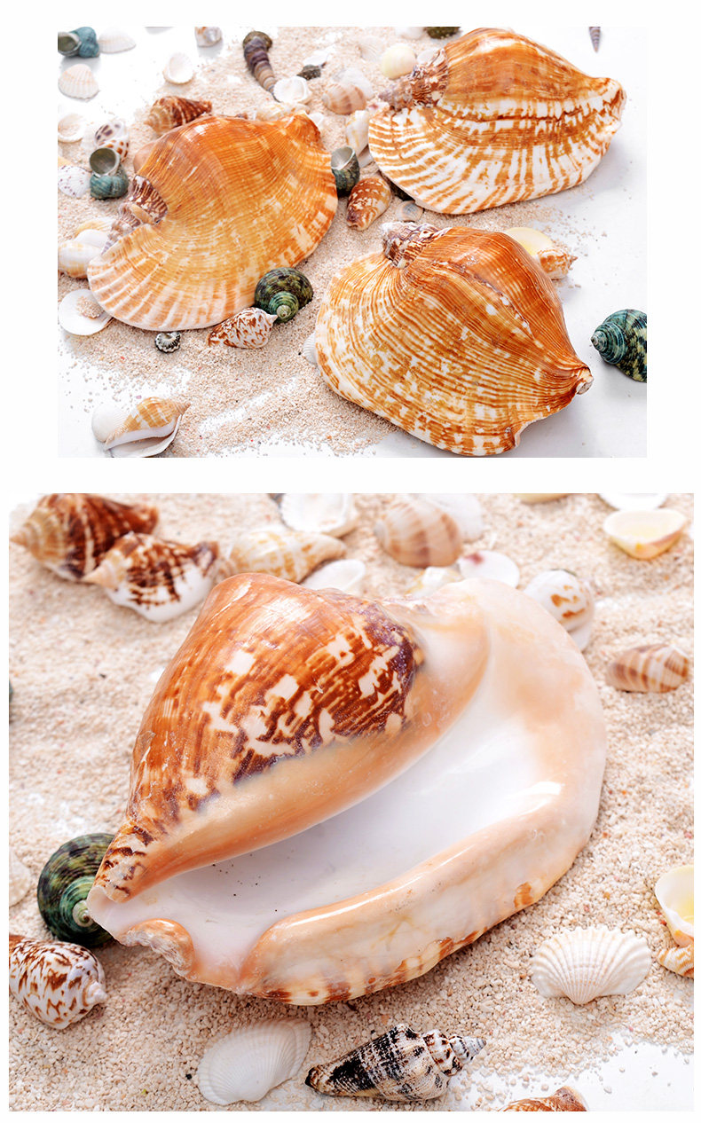 Ear Snail_05.jpg