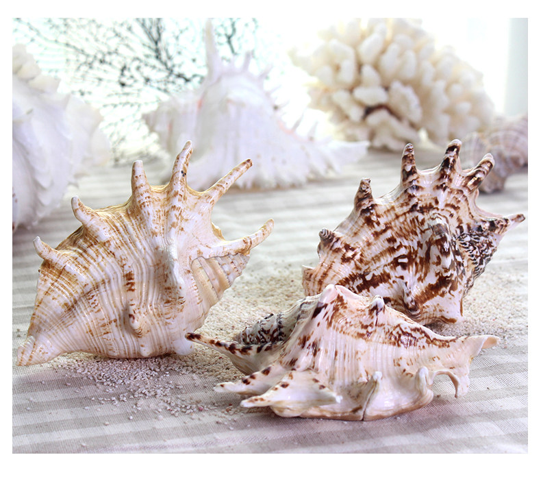 Семь -Корнер SNAIL_05.JPG