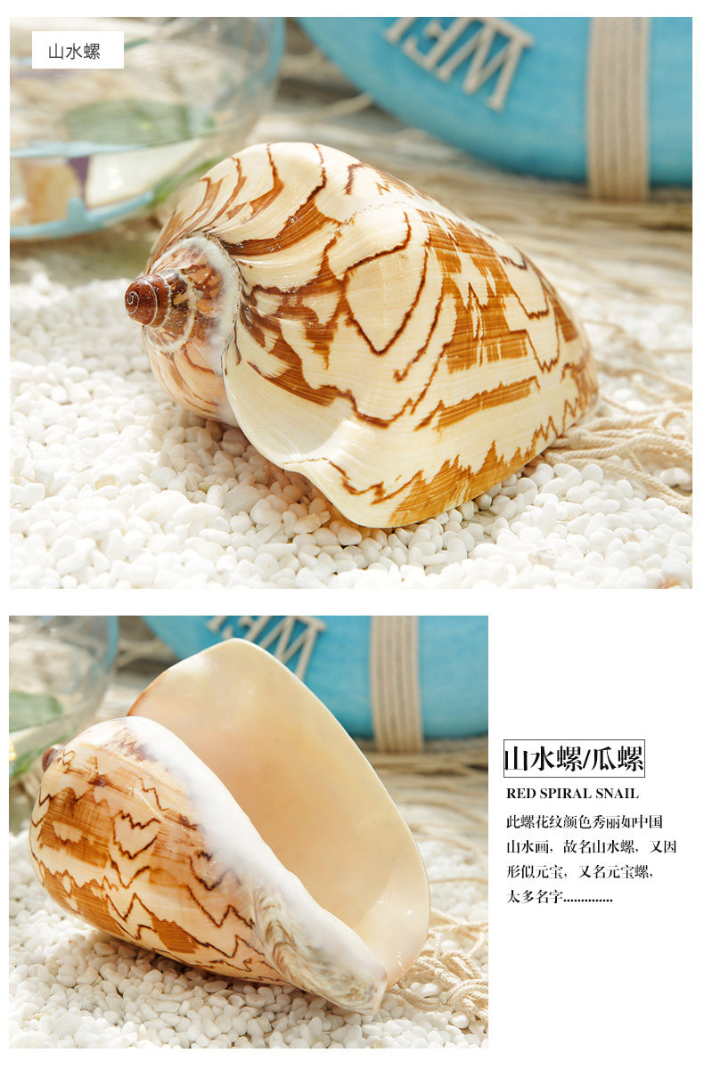 Pearl Snail_09.jpg