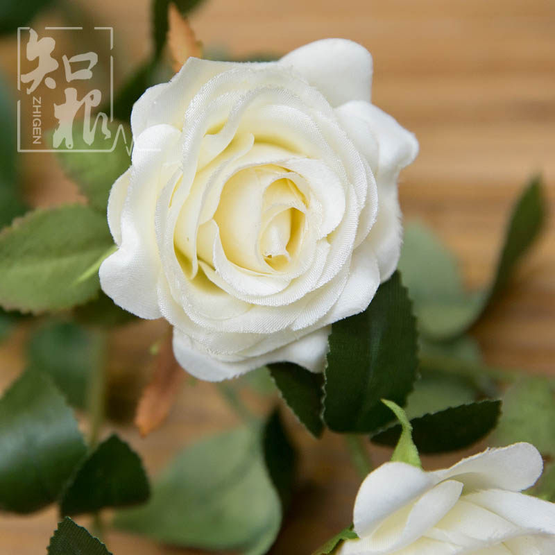 ֪���Ҿ���Ʒ�߷��滨MG-077