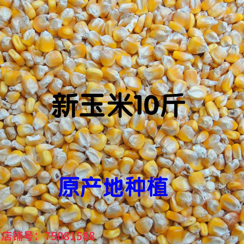 玉米粒5公斤鸽子食鸟粮鱼饵原料10斤散装鸽粮鸡鸭鸟食饲料玉米子