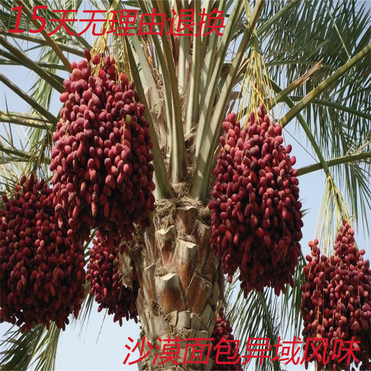 Gold Coconut Dates Xinjiang Specie Import Iraq Honey Dates New Goods Dried Fruits 5 Jin Clothes Yedates UAE Black Coconut Dates