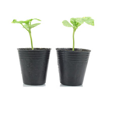 Рассада/питание 育苗杯 育苗袋营养杯营养钵蝴蝶兰树苗育苗盘 黑白杯育苗盆防老化