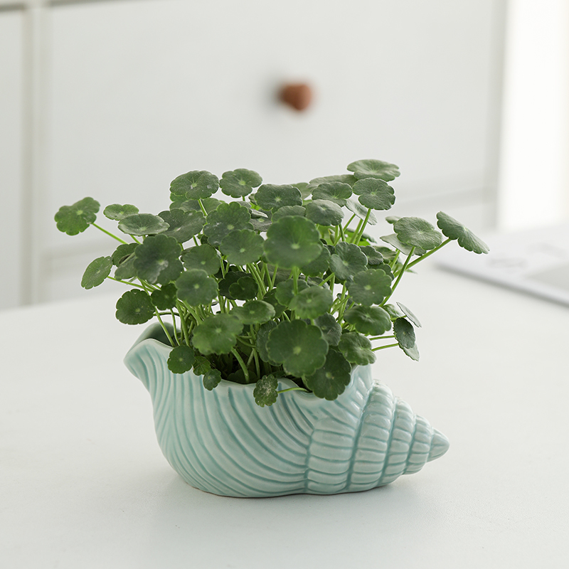 Ceramic Creative Conch-Shaped Ceramic Hydroponic Small Flower Pot Without Holes, Green Plant Container, Fresh and Simple Desktop Flower Vessel Clearance Sale