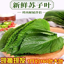 Korean-style perilla leaf barbecued meat buns to relieve greasy fresh perilla leaves a specialty of Northeast China perilla leaves are shipped 24 hours a day