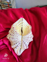 Couple shell lotus shell