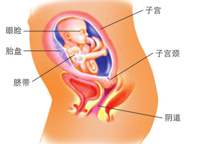 大脑形成期切面图