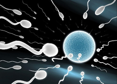 精卵细胞结合示意图