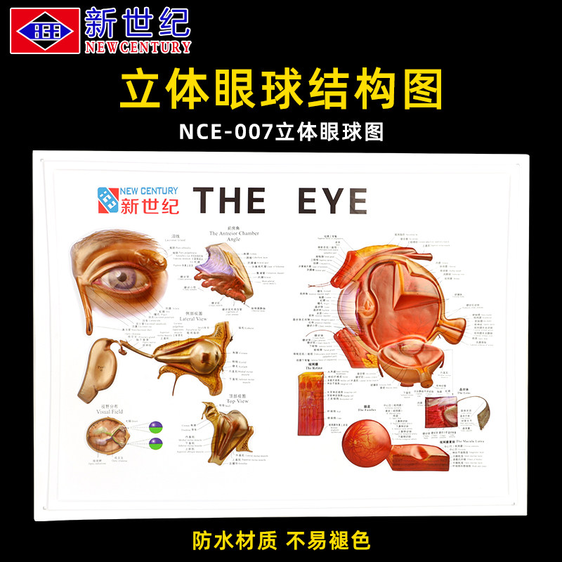 眼镜店眼睛立体眼球图眼球结构图解剖图爱眼护眼宣传海报挂图墙贴