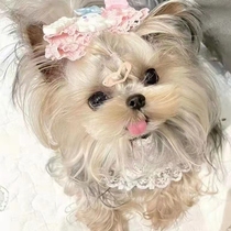 Purebred Yorkshire Terrier Puppies Live Double Bloodline Ultra-Small Teacup Dog Korean Golden Head Snow White Silver Back Puppy