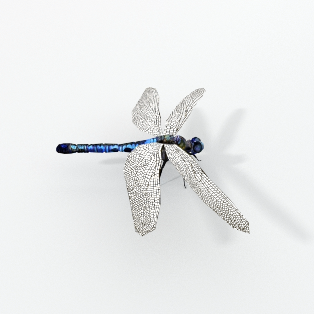 Dragonfly.png