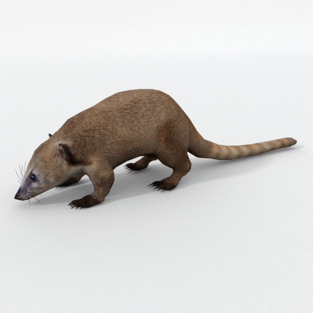 coati.png