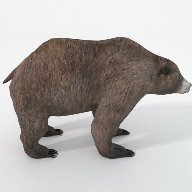 Grizzly bear.png
