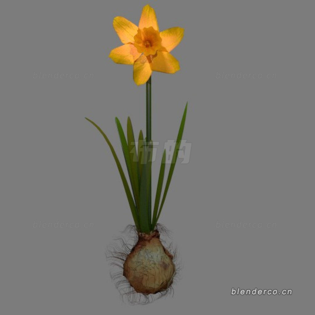 15.daffodil.jpg