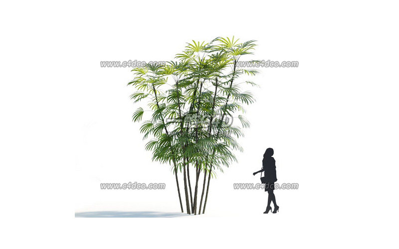 一酷C4D-竹子热带植物绿植模型