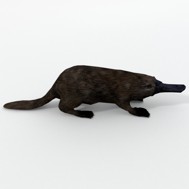 platypus.png