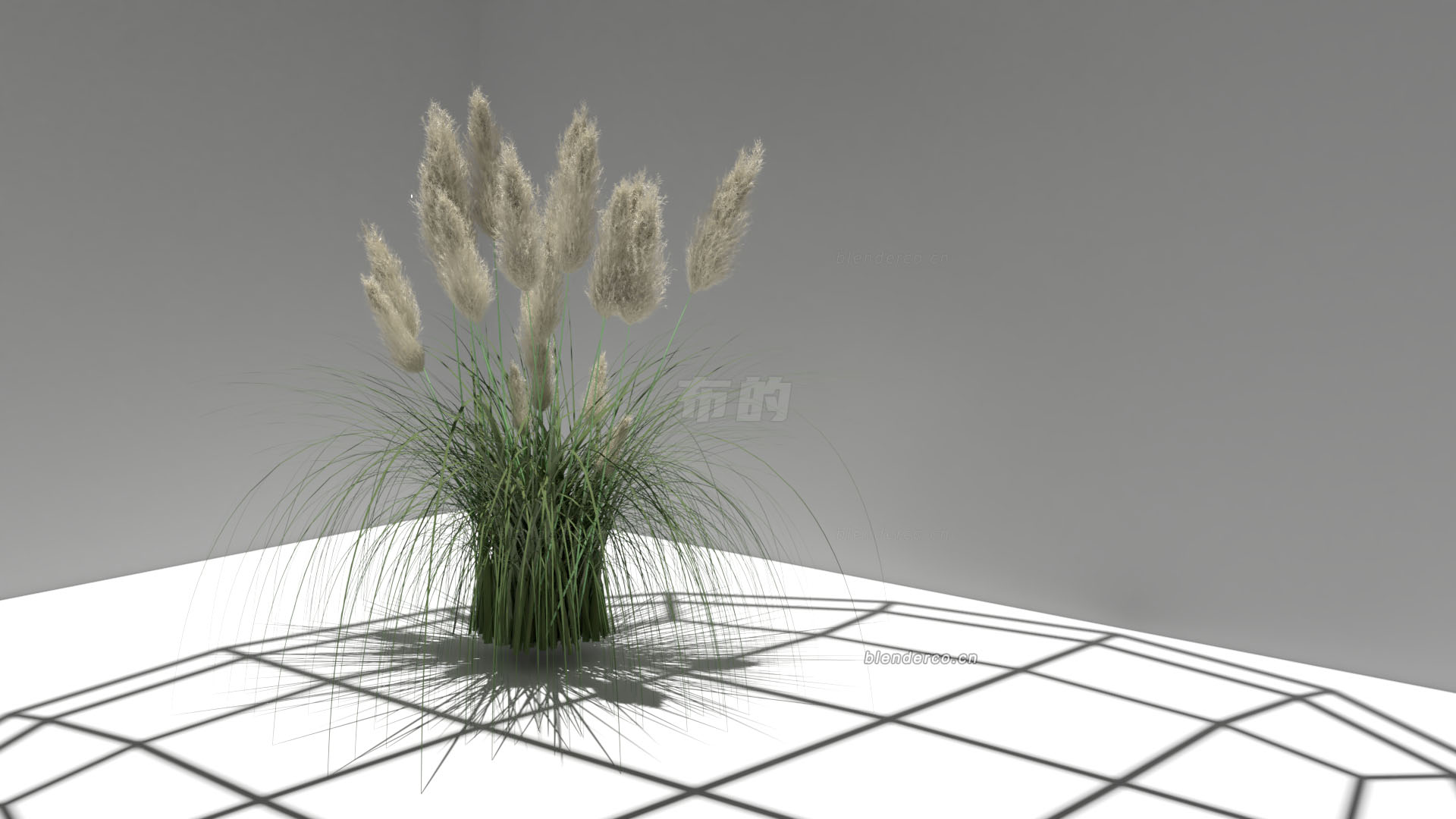 Blender蒲苇草狗尾巴草模型