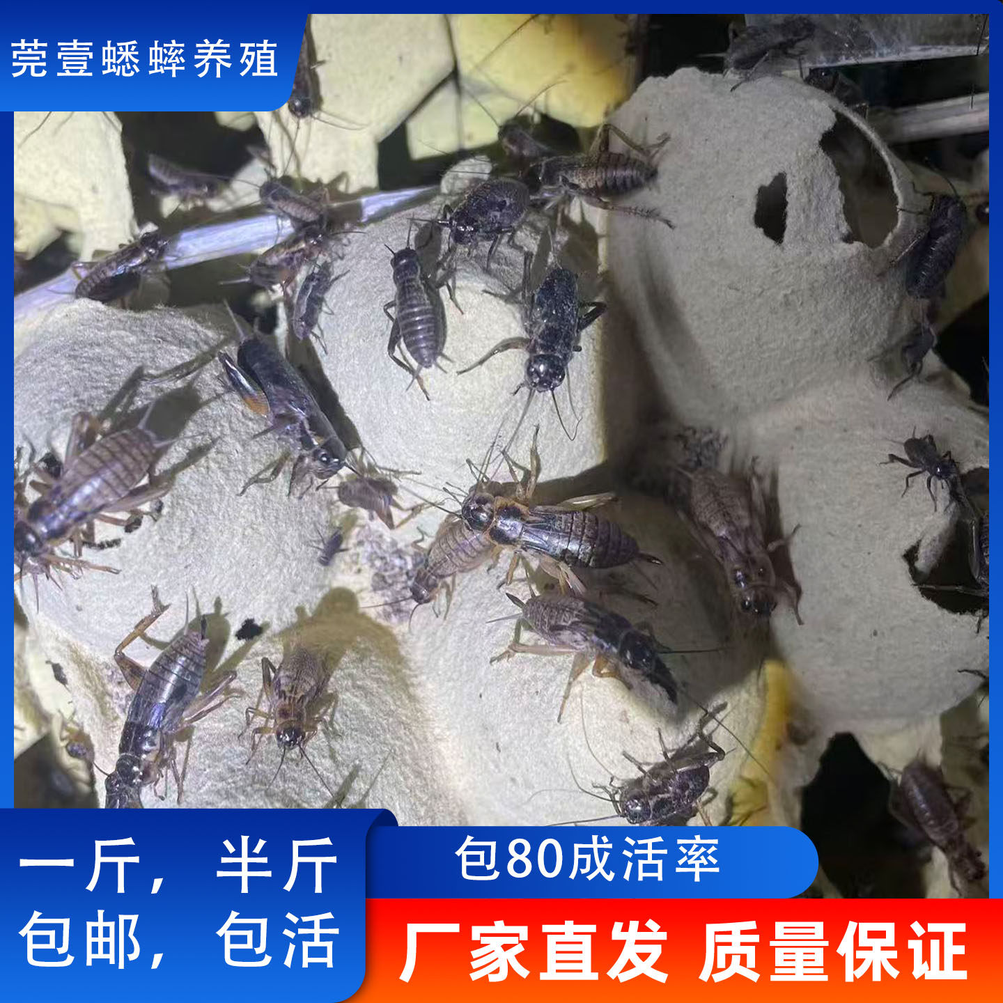 苏州陆幕御窑村蟋蟀盆许和尚素直口：古韵蟋蟀罐，收藏爱好者的福音