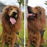 Golden Retriever Funny Lion Cover Cover, превращенный в Pet Corgi и другие средние и большие собачьи шляпы, такие как собаки