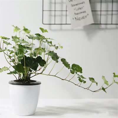 【茵琦纱】防辐射吸甲醛盆栽水培绿植