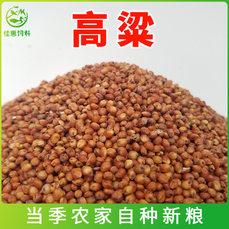 With shell red sorghum parrot food and bird food and bird granary mouse snacks pigeon grain dove feed chicken feed high beam rice