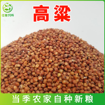 With shell red sorghum parrot food and bird food and bird granary mouse snacks pigeon grain dove feed chicken feed high beam rice