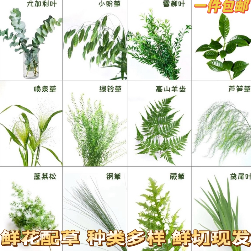 Fresh Flowers, Grasses, Small Ornamental Grasses, Fountain Grass, Nine-Star Leaves, Green Bell Flowers, Canary Yellow Leaves, Wedding Flowers, Birthday Flowers, Yunnan Base Fresh Flowers, Grasses, Small Ornamental Grasses, Fountain Grass, Nine-Star Leaves, Green Bell Flowers, Canary Yellow Leaves, Wedding Flowers, Birthday Flowers, Yunnan Base