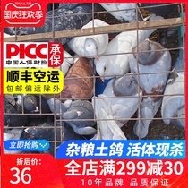 Fresh pigeon soil pigeons Jiangsu Zhejiang Shanghai Shunfeng farmers are free-range live pigeon meat with old pigeon meat