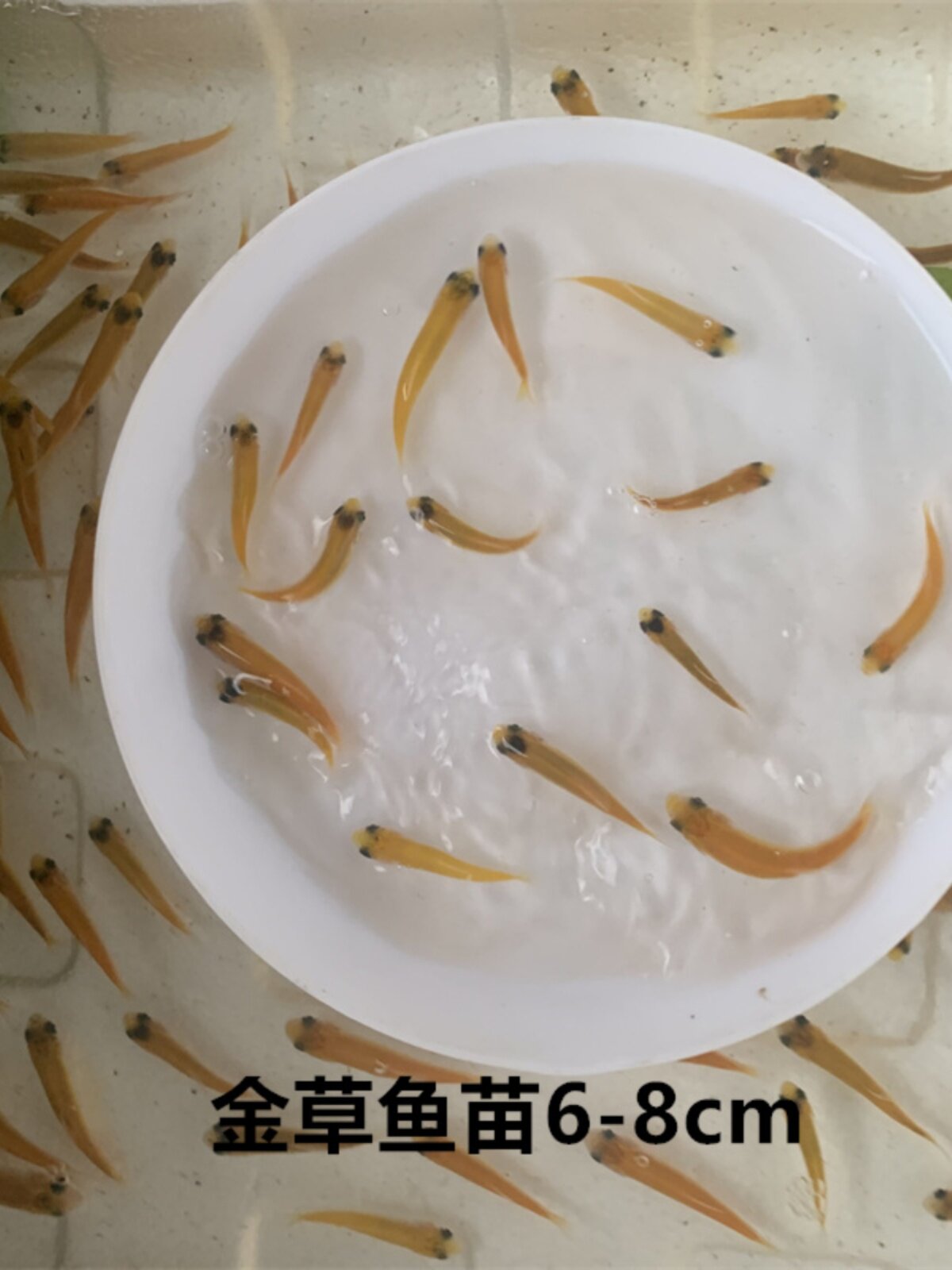 湖州鱼苗基地