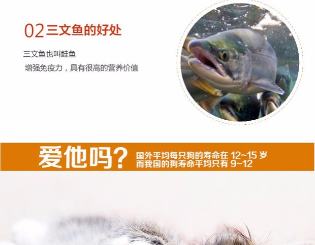 网 cat mèo cá hồi đóng hộp 80g đa hương vị Anh mèo ngắn đóng hộp mèo tươi gói Review các loại hạt cho mèo