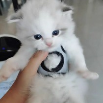 Flat bra for kittens flat bra for cubs prevention of flat chest correction of flat chest segmentation contact customer service before taking photo