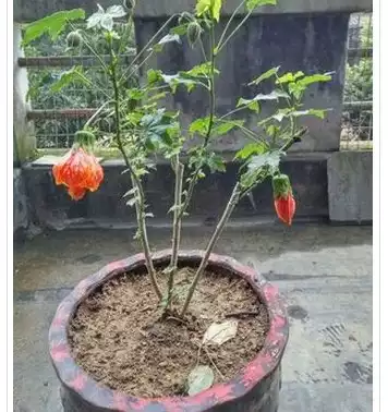 紋瓣懸鈴花燈籠花風鈴花金鈴花耐熱抗寒好養四季木本燈籠花植物苗