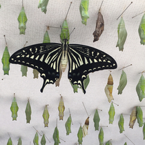 True butterfly pupate Butterfly Pupa Wedding Butterfly Frisbee Fly Children Gift Rearing Watch Small Insect Pets