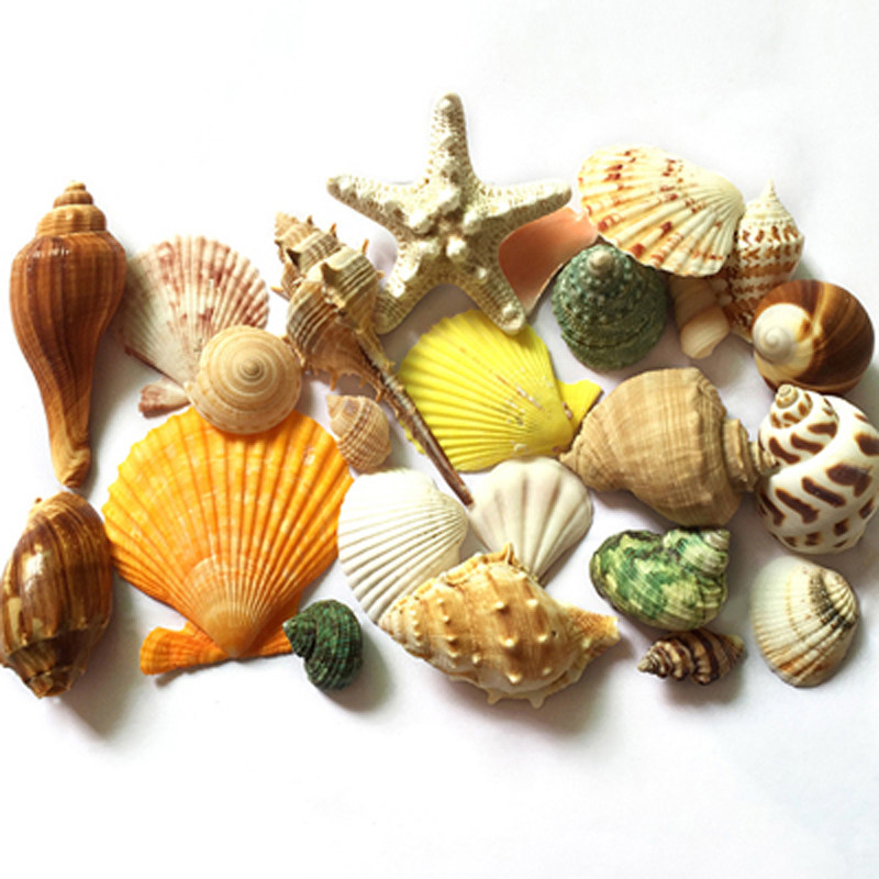 Natural shell conch starfish set 450 grams Perforated fish tank landscaping terrace wedding home decoration