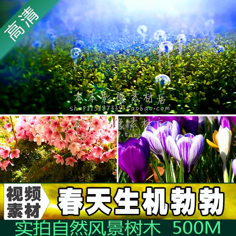 视频素材春天生机勃勃风景色冰雪融化发芽大树开花