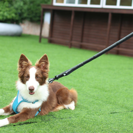 Truelove pet leash dog leash dog chain dog leash golden retriever large dog buffer elastic traction