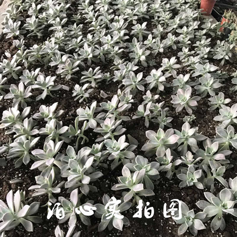 可食用多肉植物引進臺灣石蓮花葉片種苗有機降血糖降血壓一物一拍