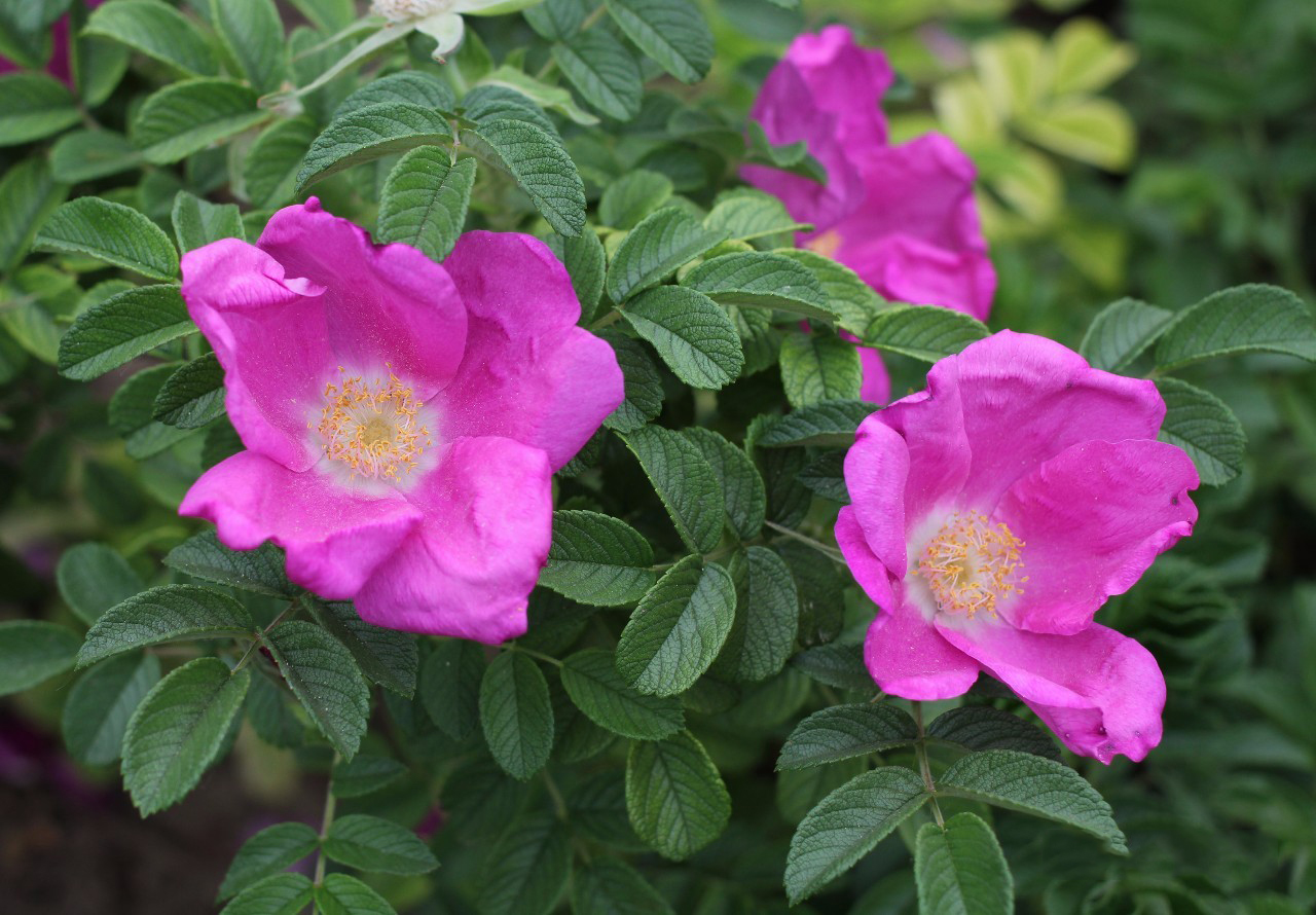 人間四月芳菲盡 薔薇 玫瑰 月季次第開 淘寶海外