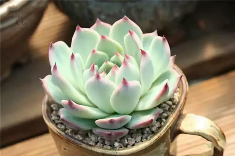 吉娃娃 桃太郎和水蜜桃 三者是什麼關係 淘寶海外