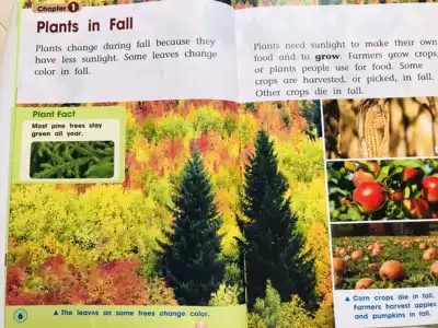 Plants And The Seasons 原版英文儿童大地板图书