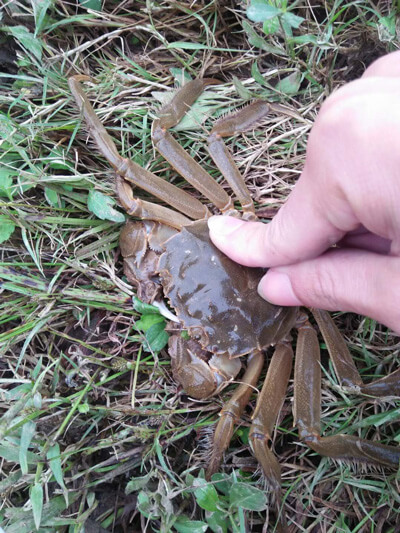 个头还不小 个头还不小