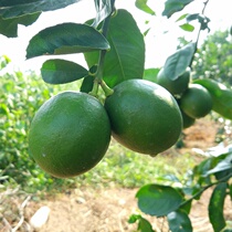 new Orchard] Hainan Green Lemon is a fresh fruit of fresh