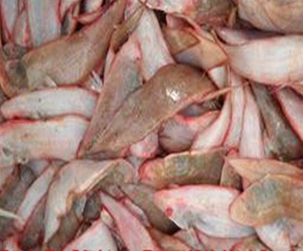 Lianyungang Special production of fresh tongue fish Longli fish pedal fish Seafood Seafood 500 gr