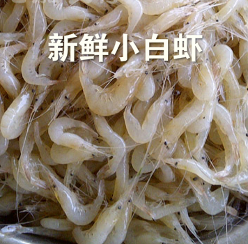 Lianyungang Seafood Fresh Little White Shrimp Fresh Fresh Fresh White Shrimp 250 gr