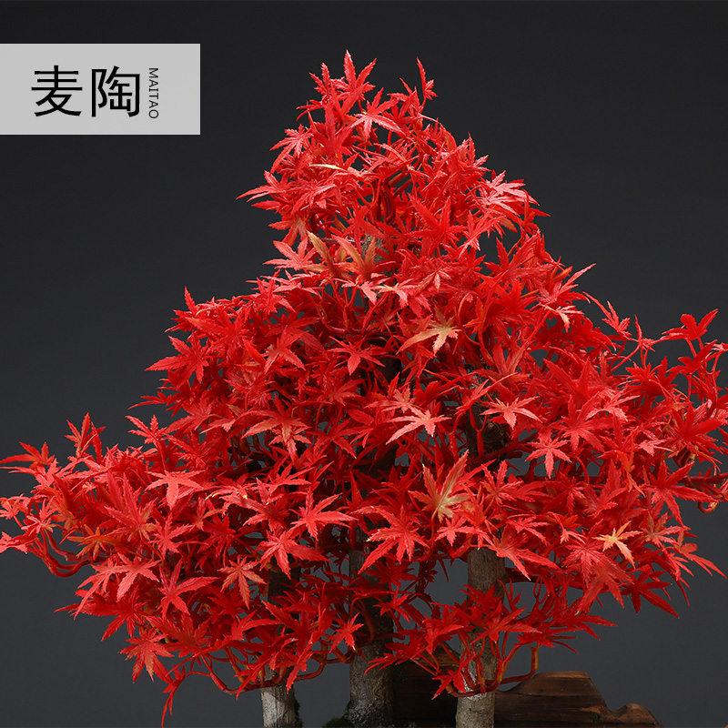 MaiTao creative home simulation guest - the greeting pine bonsai the plants desktop furnishing articles furnishing articles sitting room porch example room