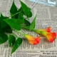 Hoa nhân tạo mô phỏng calla đỏ cọ chậu trồng cây xanh mô phỏng cây trong nhà và ngoài trời trang trí cây hoa lụa đơn - Hoa nhân tạo / Cây / Trái cây