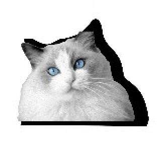 布偶猫代购原装正品的LOGO
