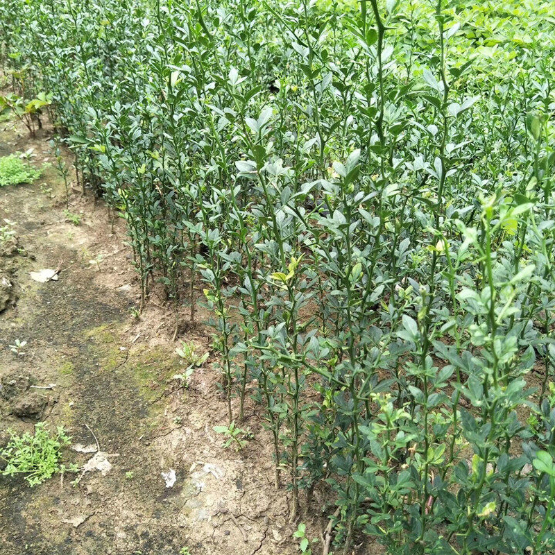 枸橘篱笆图片,枸橘篱笆,枸橘图片_大山谷图库